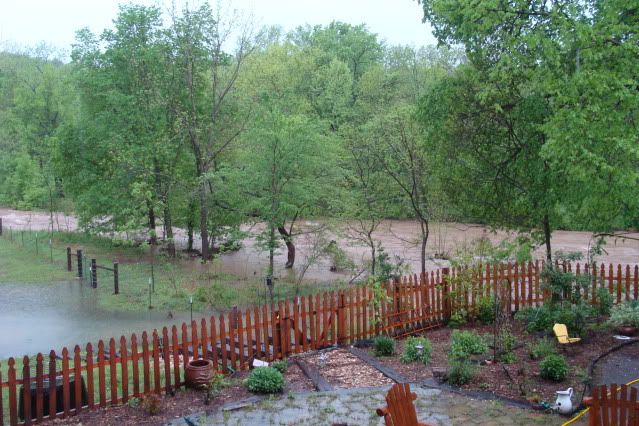 we've been blessed with a little rain - Cattle