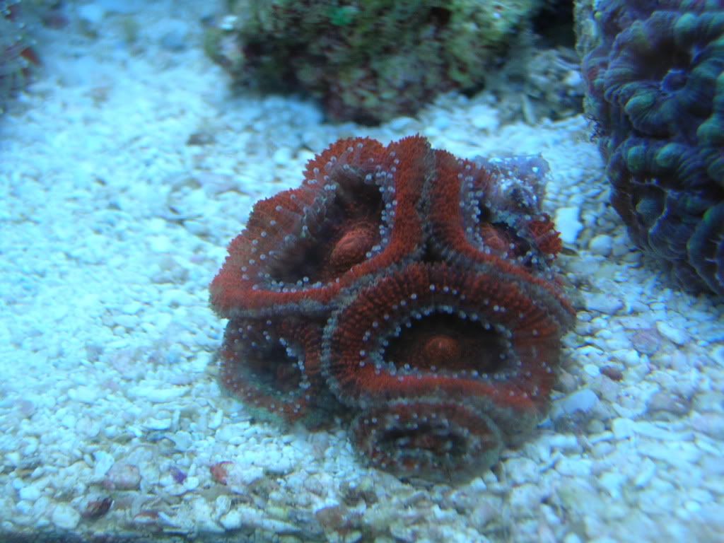 corals002.jpg