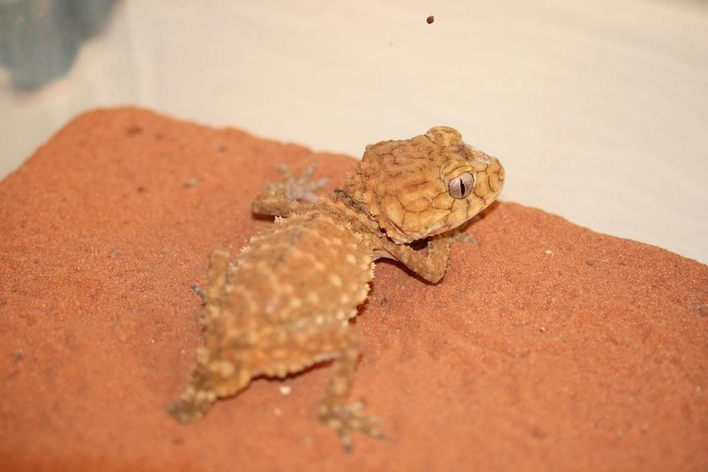 raptors045.jpg