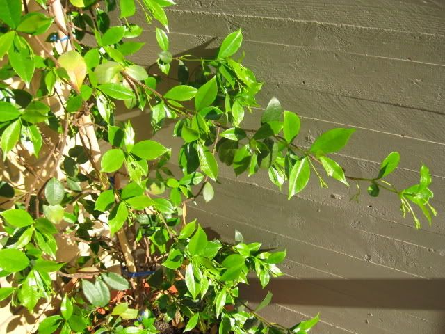Immagine015.jpg