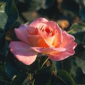 RoseofAndrade.jpg