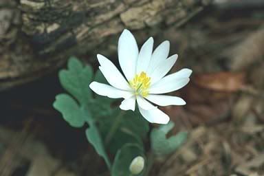 bloodroot.jpg