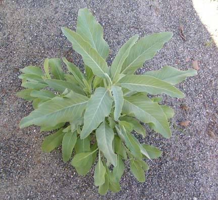white-sage-seeds.jpg