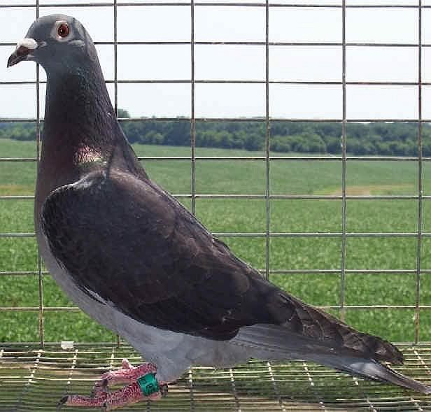 RACING_PIGEON_500_MILE.jpg