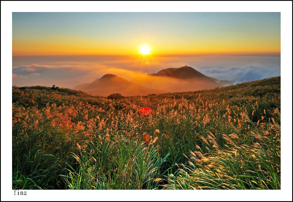 2011.11.5大屯山夕芒