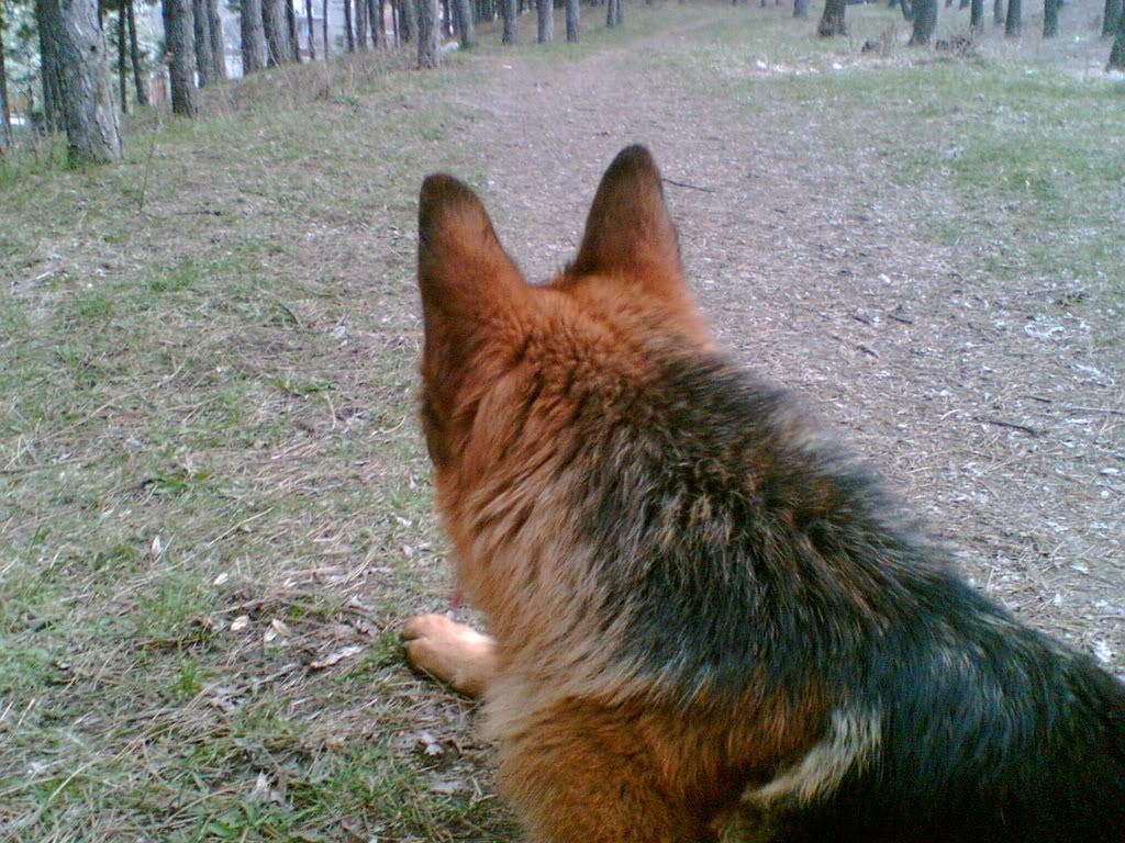 Качена снимка