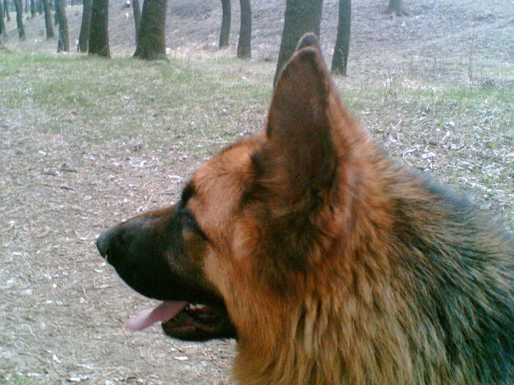 Качена снимка