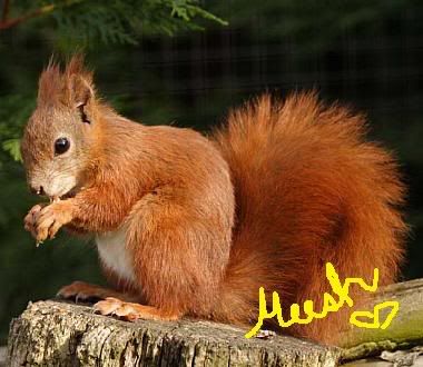 redsquirrel.jpg