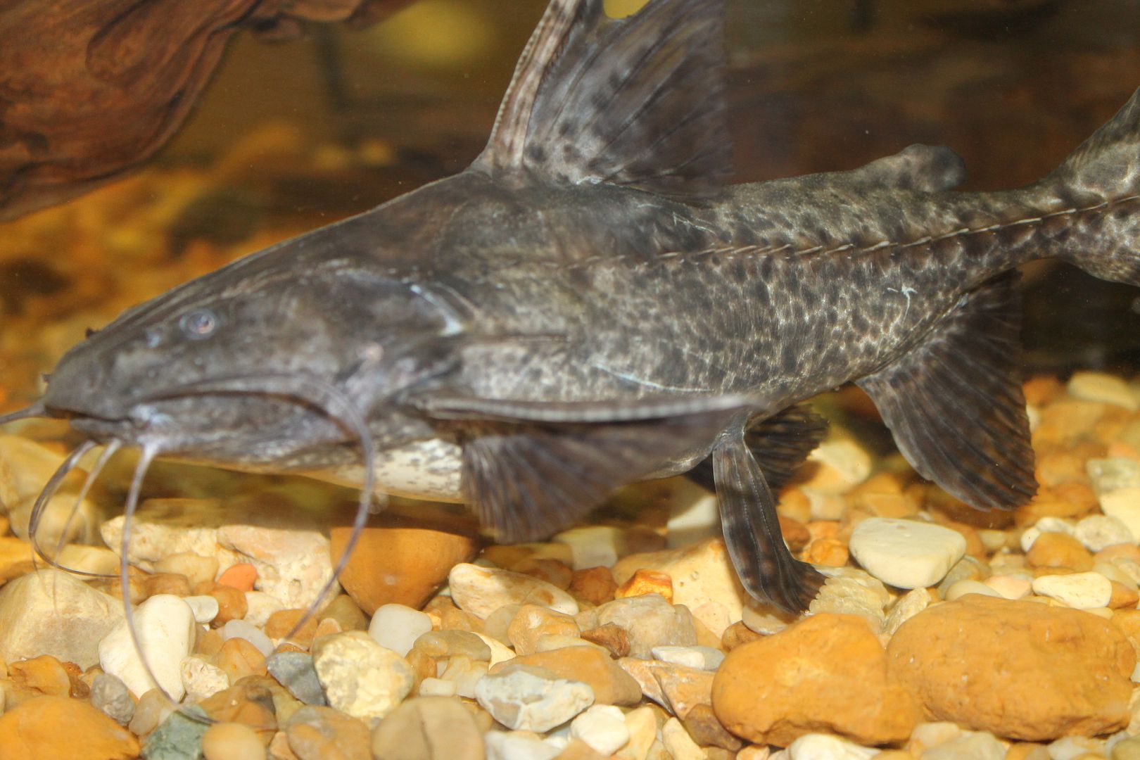 Granulated Catfish