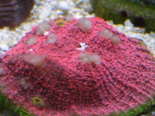 Tyreewatermelon4.jpg