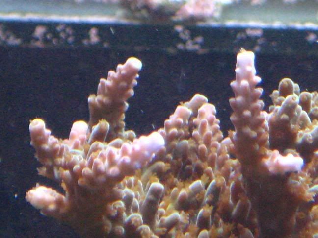 bemmerswhitetip1.jpg