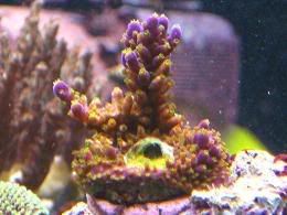 bonsai5.jpg