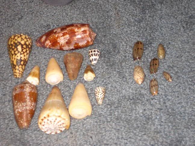 cones1.jpg