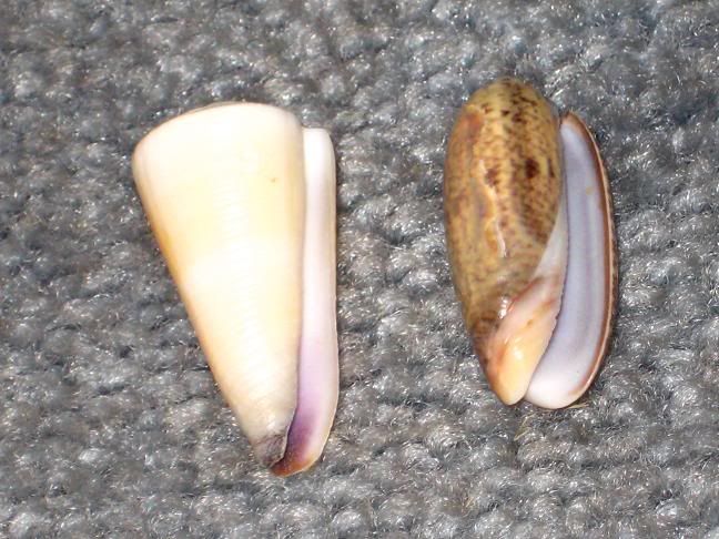 cones2.jpg
