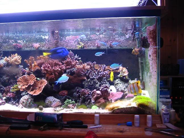 fishies.jpg