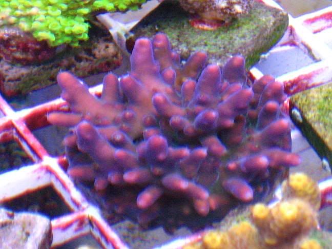 purplemonster2.jpg