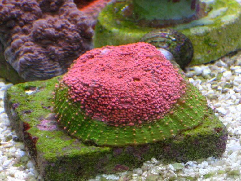 watermelon2.jpg