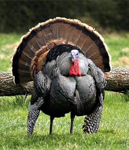 thanksgiving-turkey.jpg