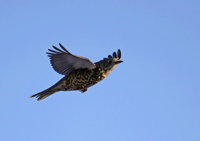 IMAGE: http://i226.photobucket.com/albums/dd73/greenwithens/IMG_7784_filtered.jpg