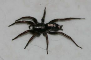 ento arachno nsf less legs thread than things two re parson spider they heck common right