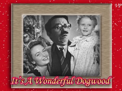 wonderfuldogwood