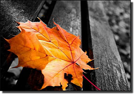 leaf color splash Pictures, Images and Photos