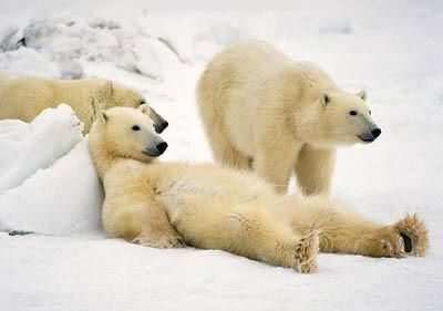 polar_bears.jpg