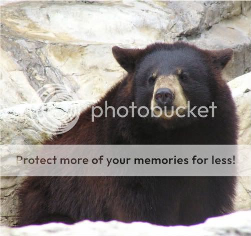 asiaticblack-1.jpg Asiatic Black Bear image by Nicolee2009