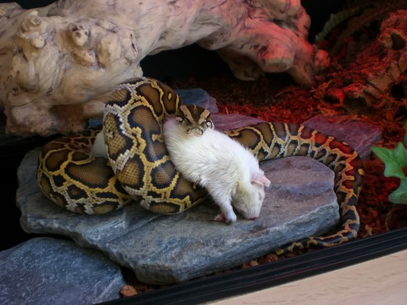 burmese-python-growth-rate-scary-stuff-love-reptiles