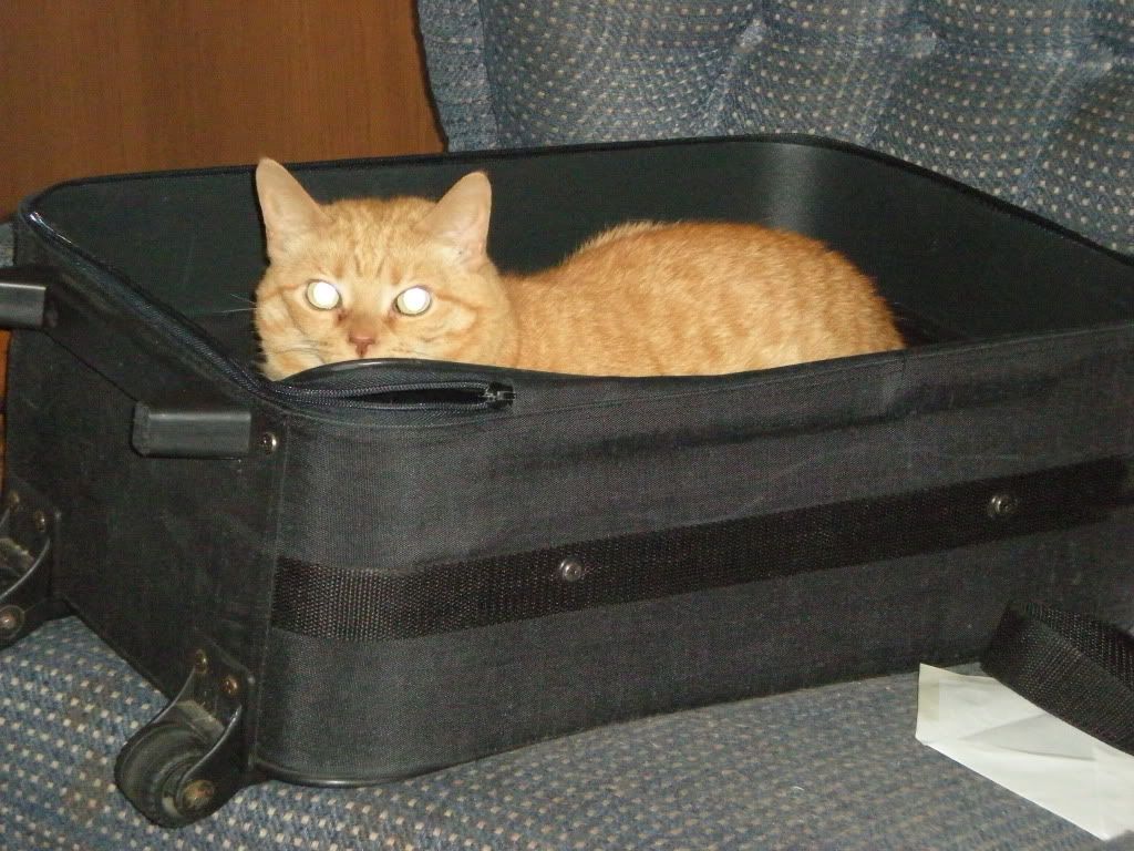 [PokeCommunity.com] Pictures of your Pets!