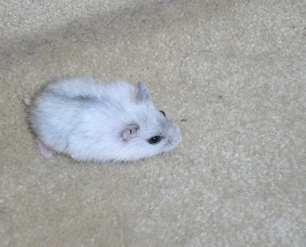 [PokeCommunity.com] Pictures of your Pets!